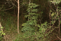 Cupaniopsis tomentella