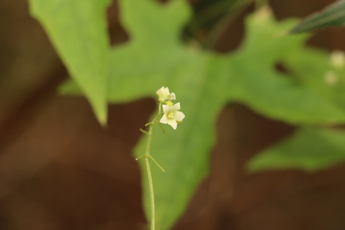 Image of Mawhai (Sicyos australis) by (c) Greg Tasney, some rights reserved (CC BY-SA)