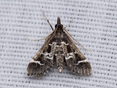 Diasemiodes janassialis