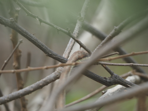 Oxybelis transandinus
