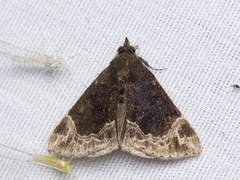 Hypena abalienalis