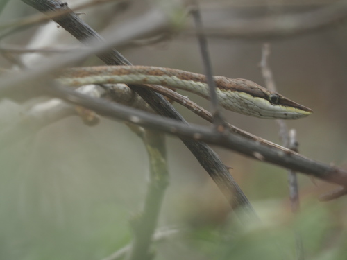 Oxybelis transandinus