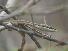 Oxybelis transandinus