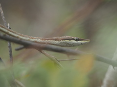 Oxybelis transandinus