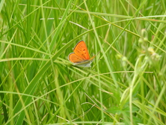 Tharsalea rubidus ferrisi