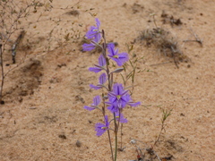 Thysanotus baueri