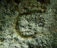 Corythoichthys flavofasciatus