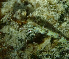 Corythoichthys flavofasciatus