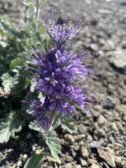 Phacelia sericea sericea