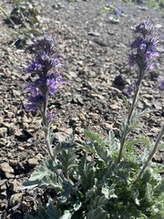 Phacelia sericea sericea