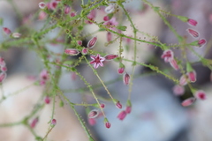 Eriogonum glandulosum