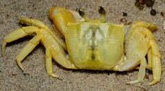 Ocypode convexa