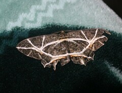 Mesastrape fulguraria