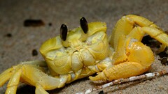 Ocypode convexa