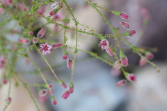 Eriogonum glandulosum