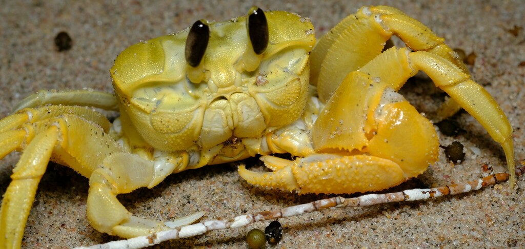 Golden Ghost Crab