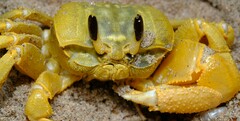 Ocypode convexa