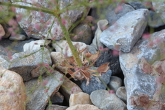 Eriogonum glandulosum