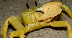 Ocypode convexa