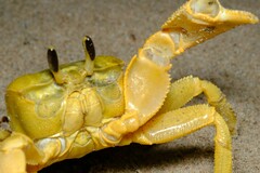 Ocypode convexa