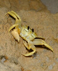 Ocypode convexa
