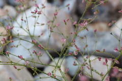 Eriogonum glandulosum