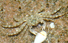 Leptograpsus variegatus