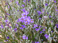 Dampiera lanceolata