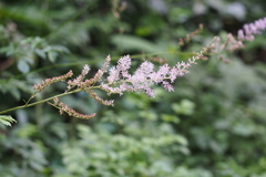 Astilbe microphylla