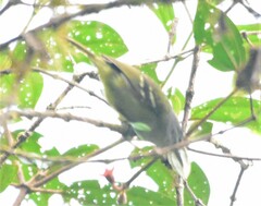 Leptopogon superciliaris