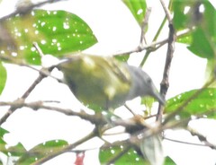 Leptopogon superciliaris