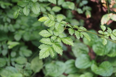 Astilbe microphylla