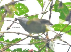 Leptopogon superciliaris