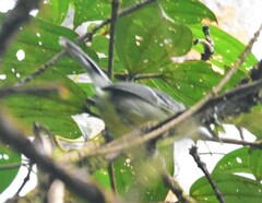 Leptopogon superciliaris