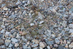 Eriogonum glandulosum
