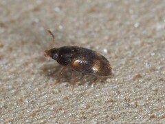 Litargus balteatus