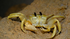 Ocypode convexa