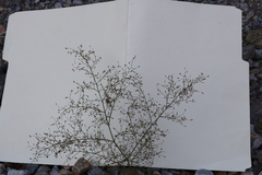 Eriogonum glandulosum