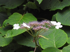 Hydrangea strigosa