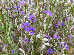 Dampiera lanceolata