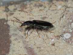 Coptodera aerata