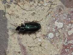 Coptodera aerata