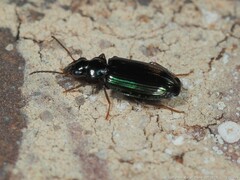 Coptodera aerata