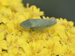 Xerophloea peltata