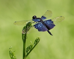 Rhyothemis triangularis