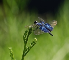 Rhyothemis triangularis