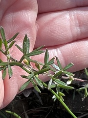 Cyanothamnus rigens
