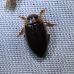 Coptotomus longulus