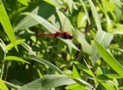 Urothemis signata