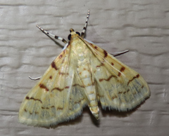 Polygrammodes flavidalis